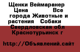 Щенки Веймаранер › Цена ­ 40 000 - Все города Животные и растения » Собаки   . Свердловская обл.,Краснотурьинск г.